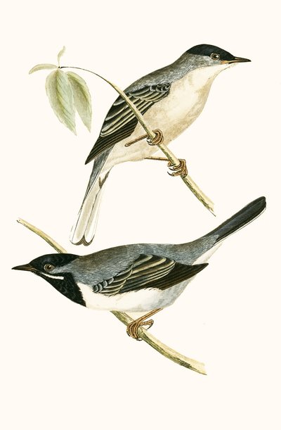 ラッペルのウグイス、チャールズロバートブリー（1811-86）による「イギリス諸島では観察されないヨーロッパの鳥の歴史」のイラスト、1867年発行 作： English School