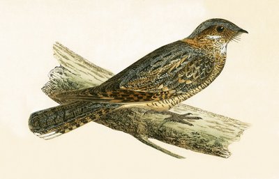 ラセットネックナイトジャー、チャールズロバートブリー（1811-86）による「イギリス諸島では観察されないヨーロッパの鳥の歴史」のイラスト、1867年発行 作： English School