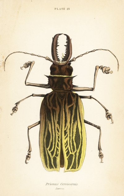 Sabertooth longhorn beetle, Macrodontia cervicornis (Prionus cervicornis) 作： English School