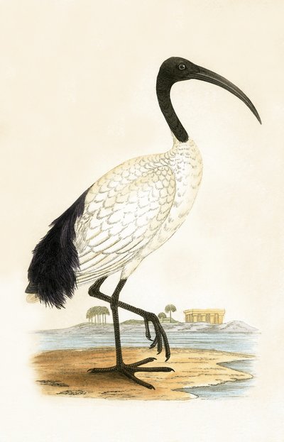 チャールズロバートブリー（1811-86）による「イギリスの島々では観察されないヨーロッパの鳥の歴史」からの挿絵、1867年発行 作： English School