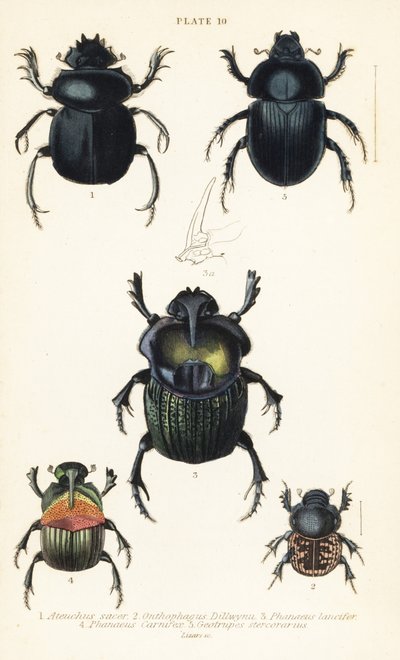 神聖なコガネムシ、Scarabaeus sacer 1、ダンゴムシ、Onthophagus nuchicornis 2、Coprophanaeus lancifer 3、Sulcophanaeus carnifex 4、土を掘るダンゴムシ、Geotrupes stercorarius 5 作： English School