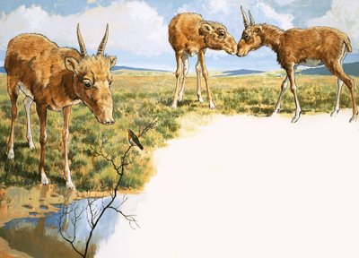 Saiga Antelope 作： English School