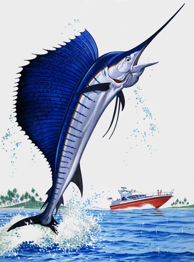 帆の魚 作： English School