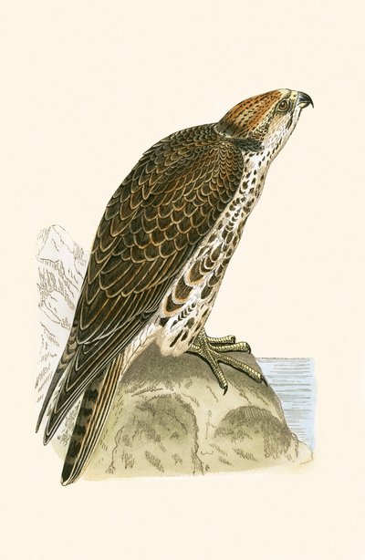 セーカーファルコン、チャールズロバートブリー（1811-86）による「イギリス諸島では観察されなかったヨーロッパの鳥の歴史」のイラスト、1867年 作： English School