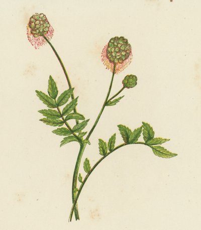 サラダバーネット、Poterium Sanguisorba (カラーリソ) 作： English School