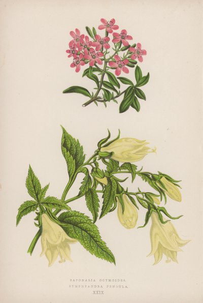 Saponaria Ocymoides; Symphyandra Pendula (カラーリトグラフ) 作： English School