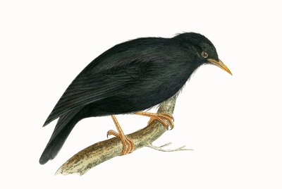 サルデーニャスターリング、チャールズロバートブリー（1811-86）による「イギリスの島々では観察されないヨーロッパの鳥の歴史」のイラスト、1867年に公開（カラーリソ） 作： English School