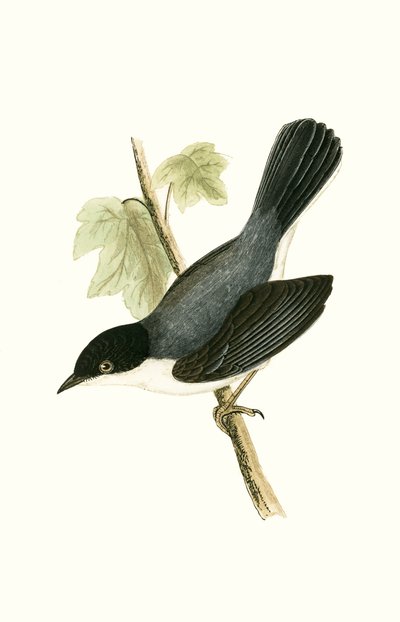 チャールズロバートブリー（1811-86）による「イギリスの島々では観察されないヨーロッパの鳥の歴史」からのイラスト、1867年出版のサルデーニャワーブラー 作： English School