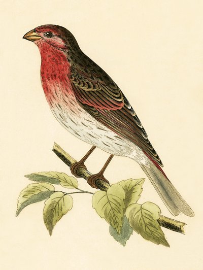 緋色のウソ、チャールズロバートブリー（1811-86）による「イギリスの島々では観察されないヨーロッパの鳥の歴史」のイラスト、1867年公開 作： English School