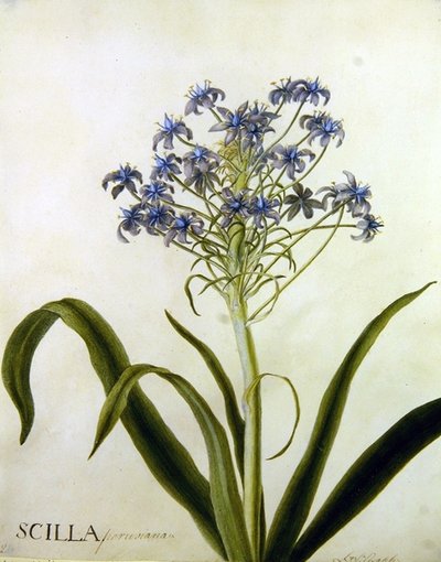 Scilla Peruviana ボタニカル・スタディ（水彩・紙） 作： English School