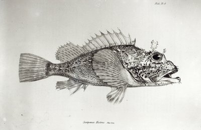 サソリの魚、チャールズダーウィンによる「HMSビーグルの航海の動物学、1832-36」のプレート8 作： English School
