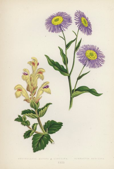 Scutellaria Alpina B Lupulina; Stenactis Speciosa（カラーリトグラフ） 作： English School