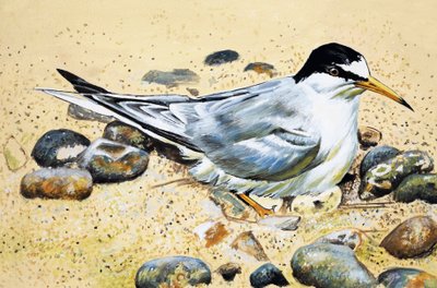 海鳥（カキキャッチャー） 作： English School