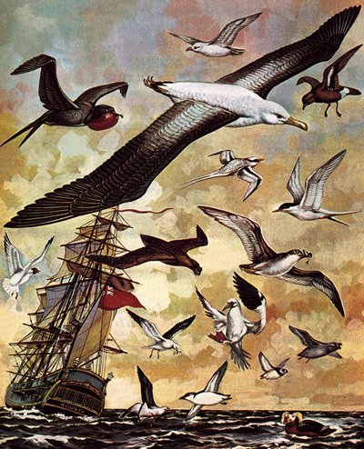 世界の海鳥 作： English School