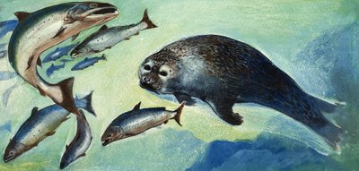 アザラシと魚 作： English School