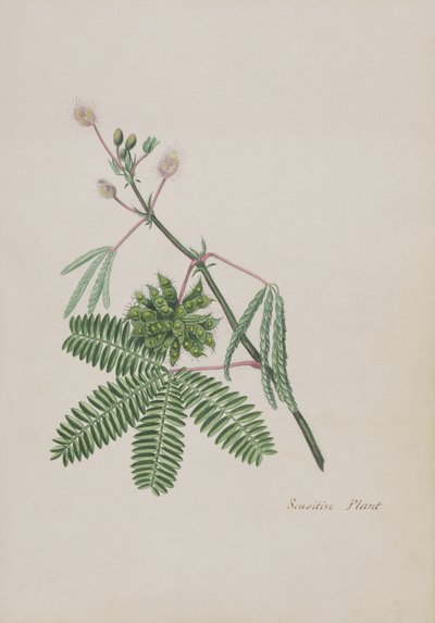 繊細な植物、詩、グラファイトの絵、水彩画のアルバムのイラスト、c.1828（紙にトイレ） 作： English School