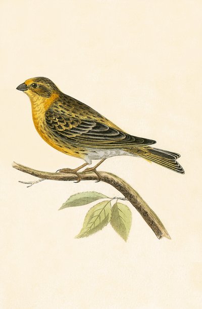セリンフィンチ、チャールズロバートブリー（1811-86）による「イギリスの島々では観察されないヨーロッパの鳥の歴史」のイラストによる1867年の出版 作： English School