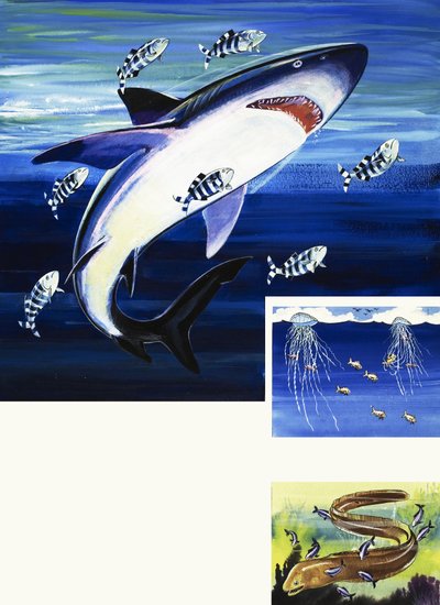 サメ、ウツボ、ポルトガル人の戦争 作： English School