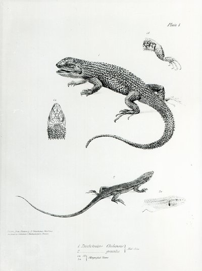 チャールズダーウィンによる「HMSビーグルの航海の動物学、1832-36」のイラストからのシングルイグアナ 作： English School