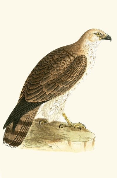 ショートトゥイーグル、チャールズロバートブリー（1811-86）による「イギリスの島々では観察されないヨーロッパの鳥の歴史」の図解、1867年発行 作： English School