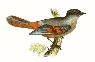 シベリアジェイ、チャールズロバートブリー（1811-86）による「イギリス諸島では観察されないヨーロッパの鳥の歴史」の図解、1867年発行 作： English School