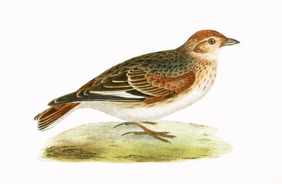 シベリアラーク、チャールズロバートブリー（1811-86）による「イギリス諸島では観察されないヨーロッパの鳥の歴史」のイラスト、1867年に公開（カラーリソ） 作： English School