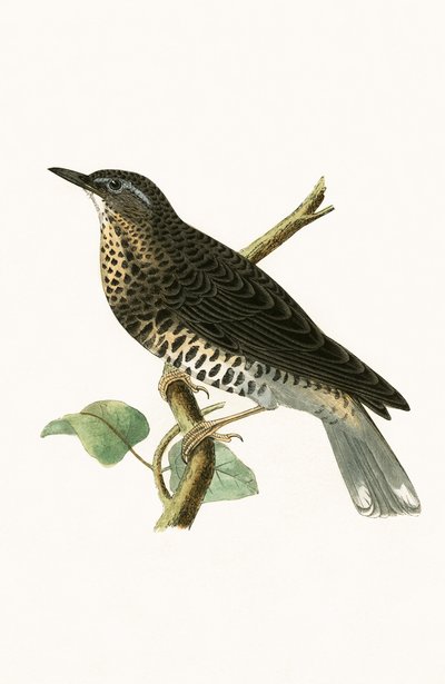 チャールズロバートブリー（1811-86）による「イギリス諸島では観察されないヨーロッパの鳥の歴史」のイラストであるシベリアツグミ、1867年発行 作： English School