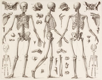19世紀の版画後の完全に成長した人間の骨格 作： English School