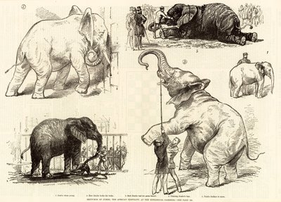 Zoological Gardensにあるアフリカゾウのジャンボのスケッチ 作： English School