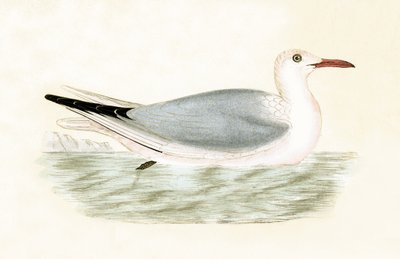 細身のカモメ、チャールズロバートブリー（1811-86）による「イギリス諸島では観察されないヨーロッパの鳥の歴史」のイラスト、1867年に公開（カラーリソ） 作： English School
