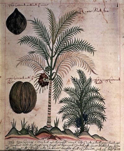 Sloane 4013 f.3 「インドの植物の説明」のココヤシ 作： English School