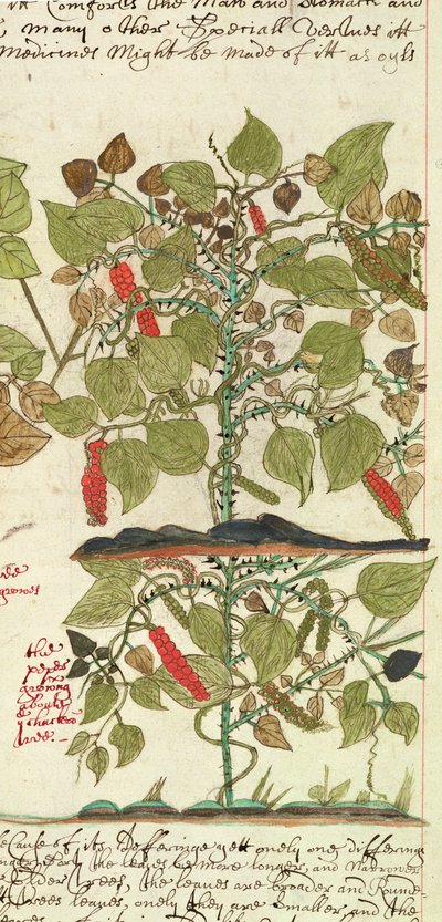 スローン 4013 f.7 Det. 「インドの植物の説明」のペッパープラント 作： English School