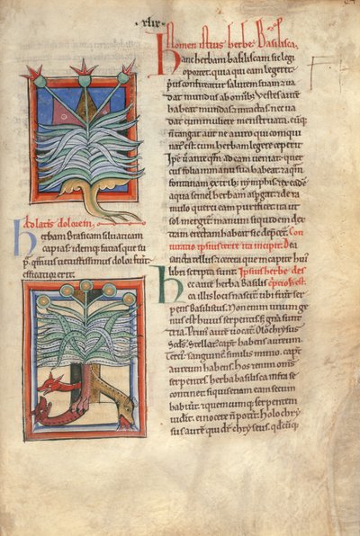 Sloane Ms 1975 fol.48 The Herb Basilica 作： English School