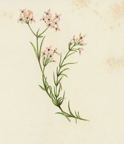 小さなウッドラフ、Asperula Cynanchica (カラー リソ) 作： English School