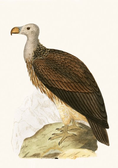 チャールズロバートブリー（1811-86）による「イギリス諸島では観察されないヨーロッパの鳥の歴史」からの社交的なハゲワシのイラスト、1867年公開 作： English School