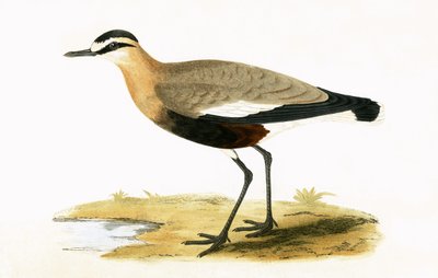 ソーシャルプロバー、チャールズロバートブリー（1811-86）による「イギリス諸島では観察されないヨーロッパの鳥の歴史」の図解、1867年発行 作： English School