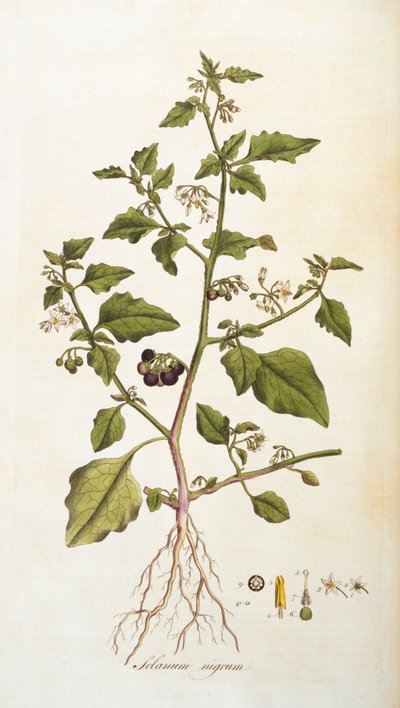 Solanum nigrum [nightshade]、Flora Londiniensis [Flowers of London]のイラスト、ウィリアムカーティス作、1777-98（カラー彫刻） 作： English School