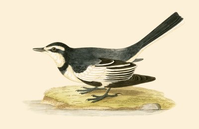 Sombre Wagtail、チャールズロバートブリー（1811-86）による「イギリス諸島では観察されないヨーロッパの鳥の歴史」のイラスト、1867年発行 作： English School