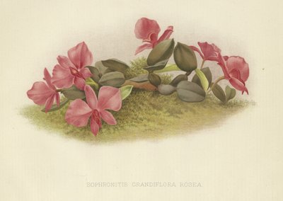 Sophronitis grandiflora rosea 作： English School