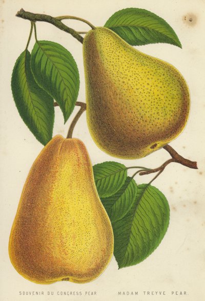 Souvenir Du Congress Pear、Madam Treyve Pear 作： English School