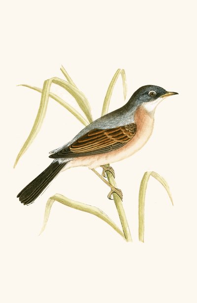 メガネウグイス、チャールズロバートブリー（1811-86）による「イギリス諸島では観察されないヨーロッパの鳥の歴史」のイラスト、1867年発行 作： English School