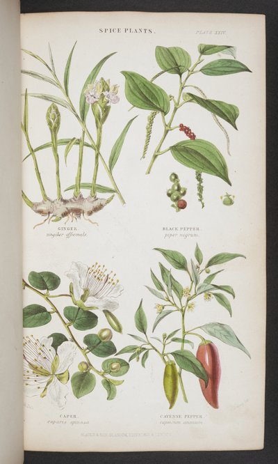香辛料植物、「インド植物学マニュアル」より 作： English School
