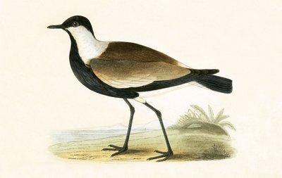 チャールズロバートブリー（1811-86）による「イギリスの島々では観察されないヨーロッパの鳥の歴史」からのイラスト、1867年に出版された平羽の千鳥 作： English School