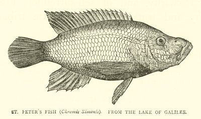ガリラヤ湖からのセントピーターズフィッシュ（Chromis Simonis） 作： English School