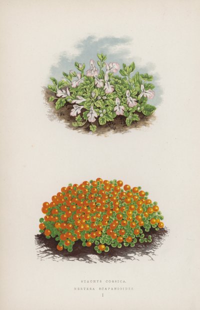Stachys Corsica; Nertera Scapanioides (カラーリトグラフ) 作： English School