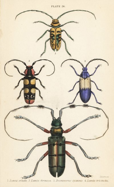 Sternotomis pulchra 1, Tragocephala formosa 2, elderberry borer, Desmocerus palliatus 3, Thysia wallichii 4。 作： English School