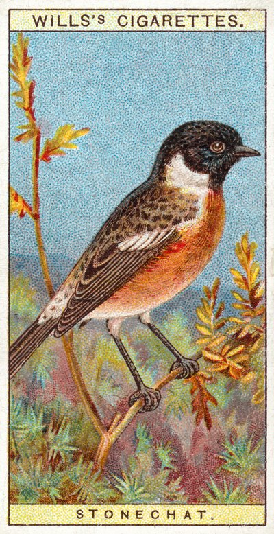 Stonechat 作： English School