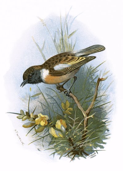 Stonechat 作： English School