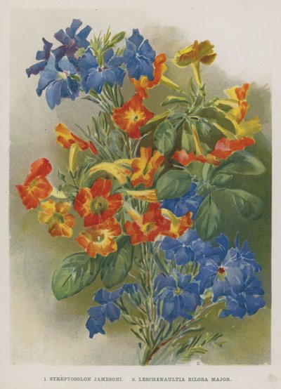 Streptosolon Jamesoni、Leschenaultia Biloba Major 作： English School