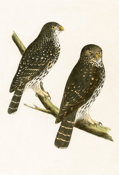 Strix Pusilla、チャールズロバートブリー（1811-86）による「イギリスの島々では観察されないヨーロッパの鳥の歴史」の図解、1867年発行 作： English School